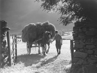Pferd zieht beladenen Heuwagen durch Tor