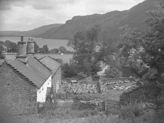 Schafe auf einem Bauernhof, See und Hügel im Hintergrund
