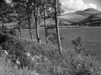 Der Rand eines Sees trifft auf Wald, Hügel im Hintergrund