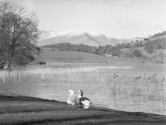 Zwei Gänse am Ufer des Esthwaite Water, schneebedeckte Hügel im Hintergrund