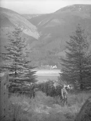 Zwei Männer tragen einen Weihnachtsbaum mit Aussicht dahinter