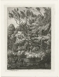 Waldansicht