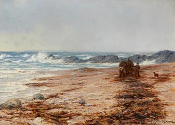 Sammeln von Kelp