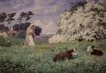 Die Kälber füttern