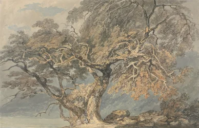 Ein großer Baum