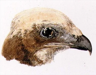 Rohrweihe, aus dem Farnley Book of Birds, um 1816