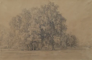 Birkengruppe im Park von Schloss Seebenstein in Niederösterreich