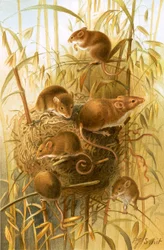Erntemaus