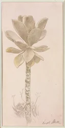 Blumenstudie