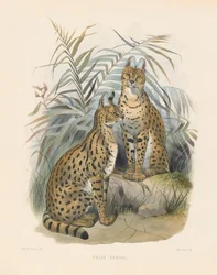 Afrikanischer Serval (Felis serval)