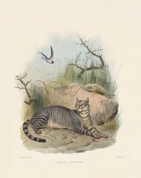 Afrikanische Wildkatze (Felis caffra)