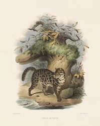 Asiatische Leopardkatze (Felis scripta)