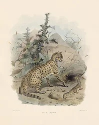 Asiatische Wildkatze
