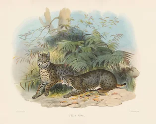 Rotluchs (Felis rufa)