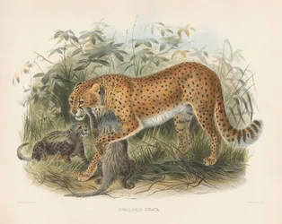 Gepard mit Jungen (Cynaelurus jubata)