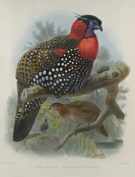 Purpurbrust-Tragopan, graviert von M. & N. Hanhart, 1870-72 von Wolf, Joseph (1820-99) & Smit, J. (fl.1870)
