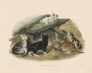 Hauskatze mit Kätzchen (Felis domestica)