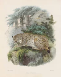 Eurasischer Luchs (Felis cervaria)