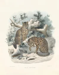 Eurasischer Luchs (Felis euptilura)