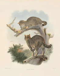 Europäische Wildkatze (Felis catus)