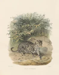 Fischkatze