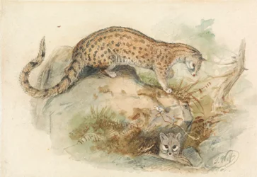 Ginsterkatzen