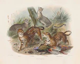 Leoparden und ihre Variationen (Felis pardalis)