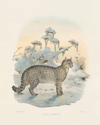 Steppenluchs (Felis caudatus)