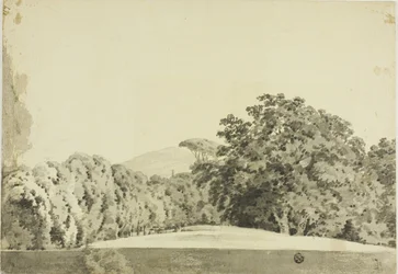 Waldlandschaft