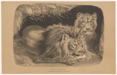 Löwe und Löwin (Tierstudien in zwei Kreiden, Serie)