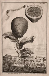 Nürnbergische Hesperides: La Luchetta Imoperiale