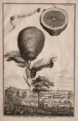 Nürnbergische Hesperides: La Luchetta Imoperiale, 1714