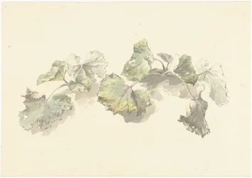 Studie von Blättern
