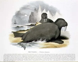 Das Walross (Trichecus rosmarus), pädagogische Illustration veröffentlicht von der Society for Promoting Christian Knowledge