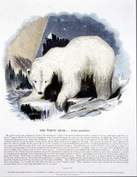 Der weiße Bär (Ursus maritimus)