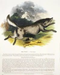 Der Wolf (Canis lupus)