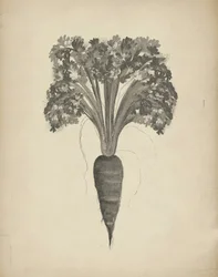 Botanische Karottenzeichnung