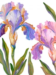 Bunte Irisblüten