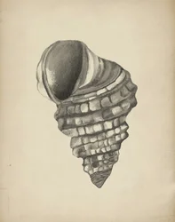 Detaillierte Spiralmuschel