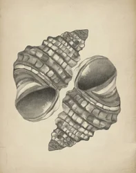 Detaillierte Spiralmuscheln