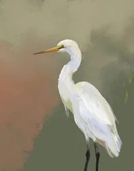 Elegantes Reiherporträt