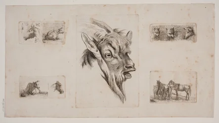 Pferde, Kühe, Katzen und ein Ziegenkopf. Probedruck mit fünf Radierungen
