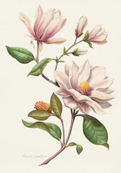 Errötende Magnolienblüten