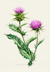 Lebendige Distel-Botanische