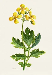 Vintage Schöllkraut Botanisch