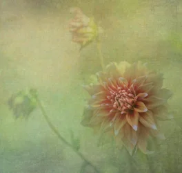 Träumende Dahlienblüte