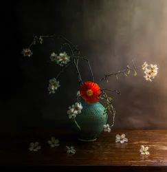 Stimmungsvolle Mohnblüten