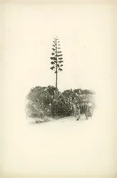 Eine der Ansichten von Algerien von Jules Gervais-Courtellemont