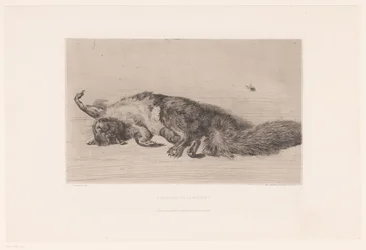 Totes Eichhörnchen und Fliege