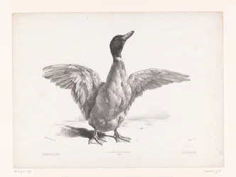 Studie einer Ente mit ausgebreiteten Flügeln